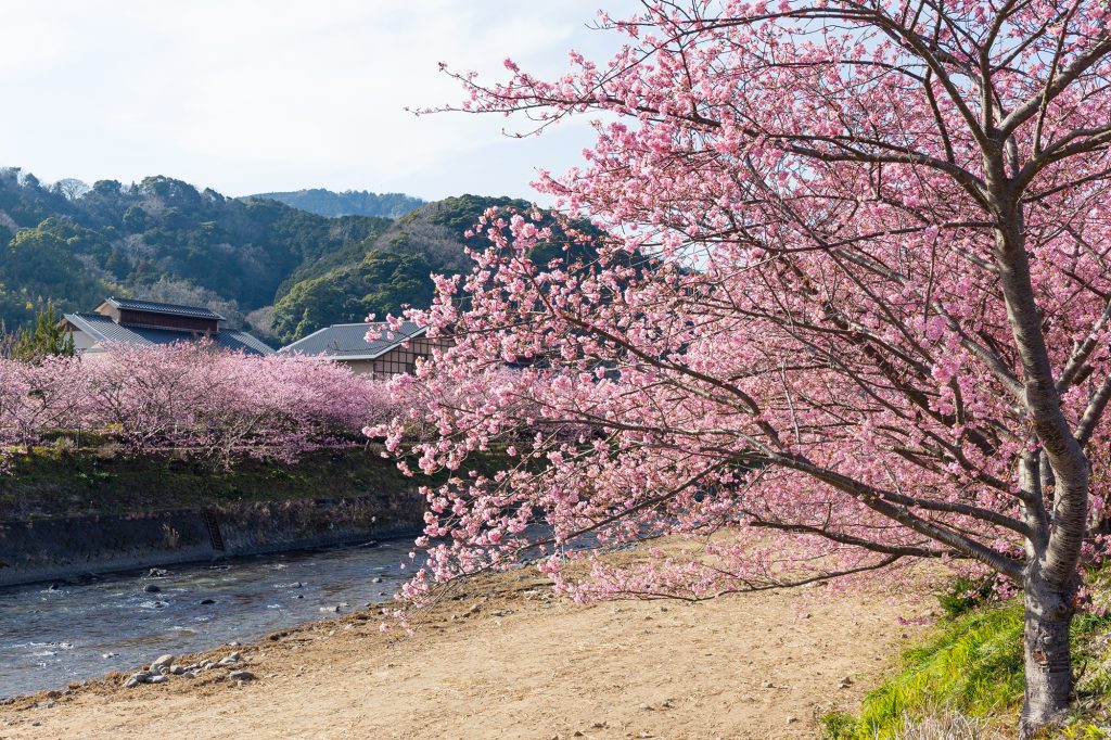 Cherry Blossom tree