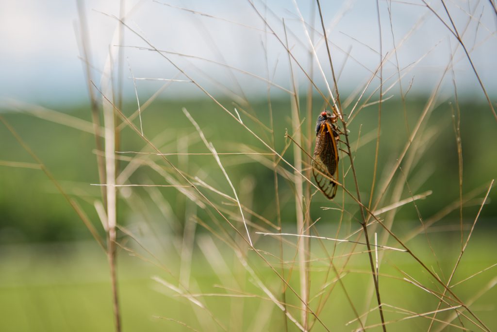 cicada