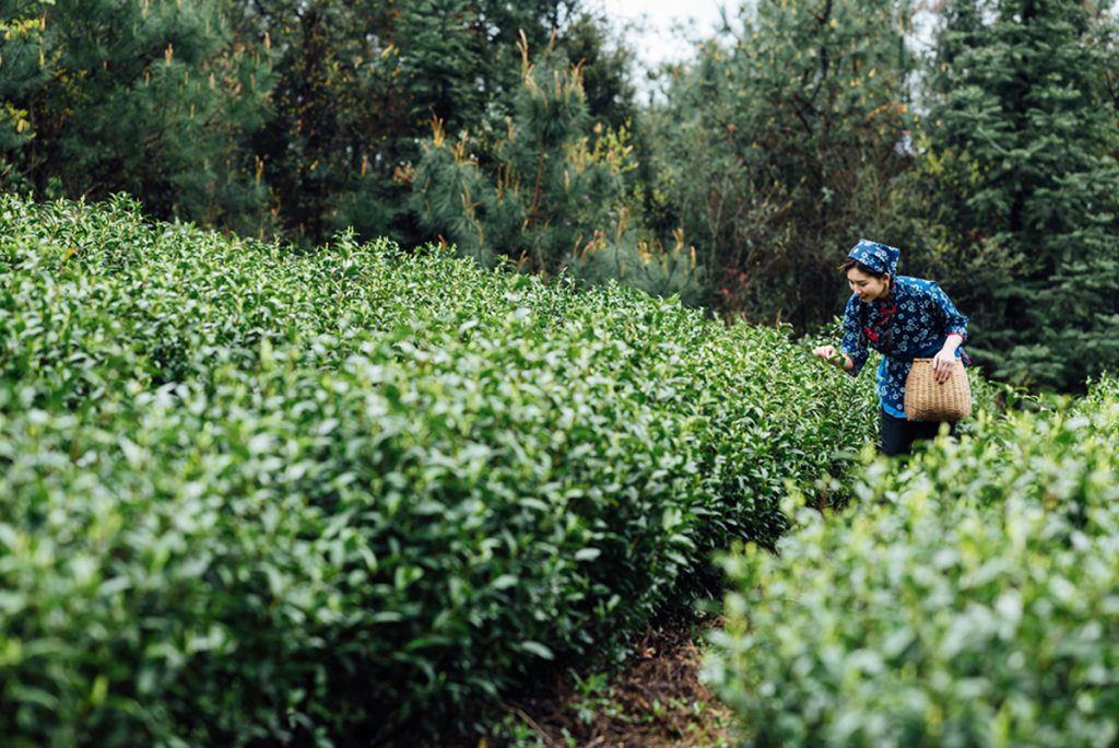 Chinese girl picking tea leaves