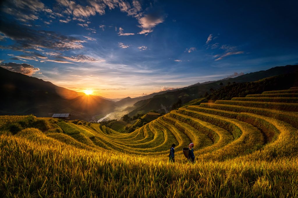 The land during 芒种 Máng Zhòng 芒种 Máng Zhòng Land